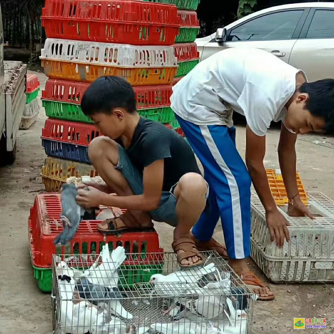 冠縣肉鴿價格市場行情 鴿子種鴿價格 肉鴿價格怎么樣