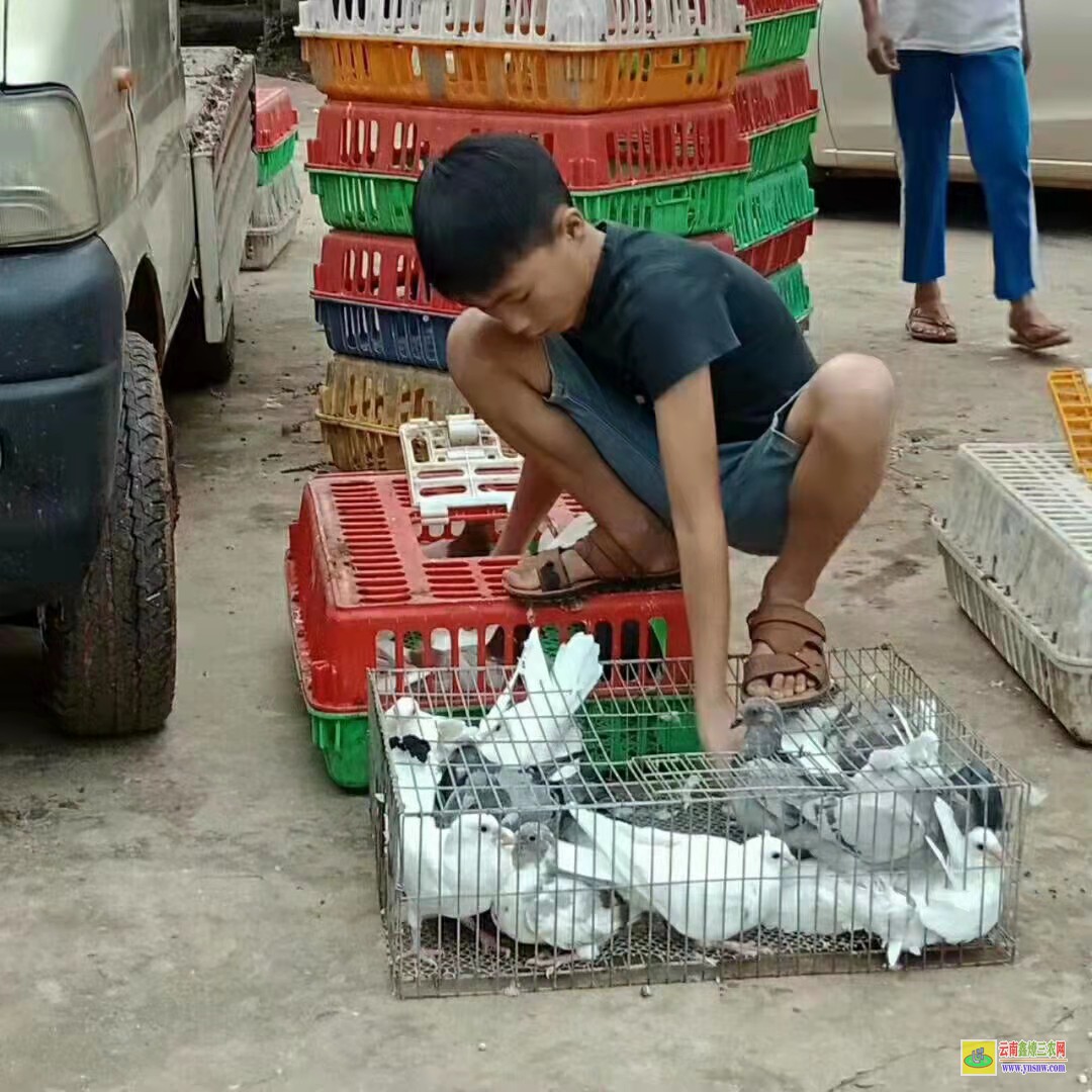 坊子肉鴿價格市場行情 肉鴿行情肉鴿價格行情 肉鴿價格行情表