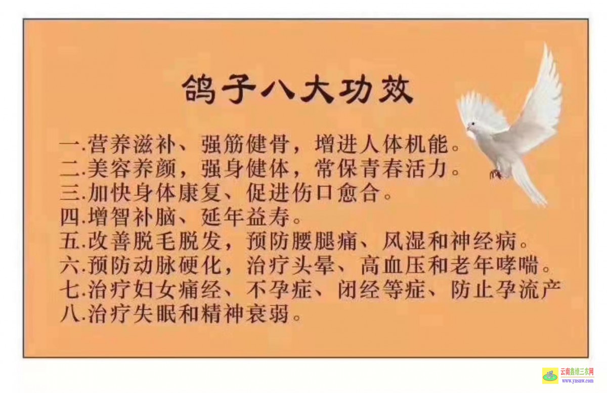 市南肉鴿價格市場行情 目前市場肉鴿價格怎么樣? 種鴿價格求購信鴿種鴿