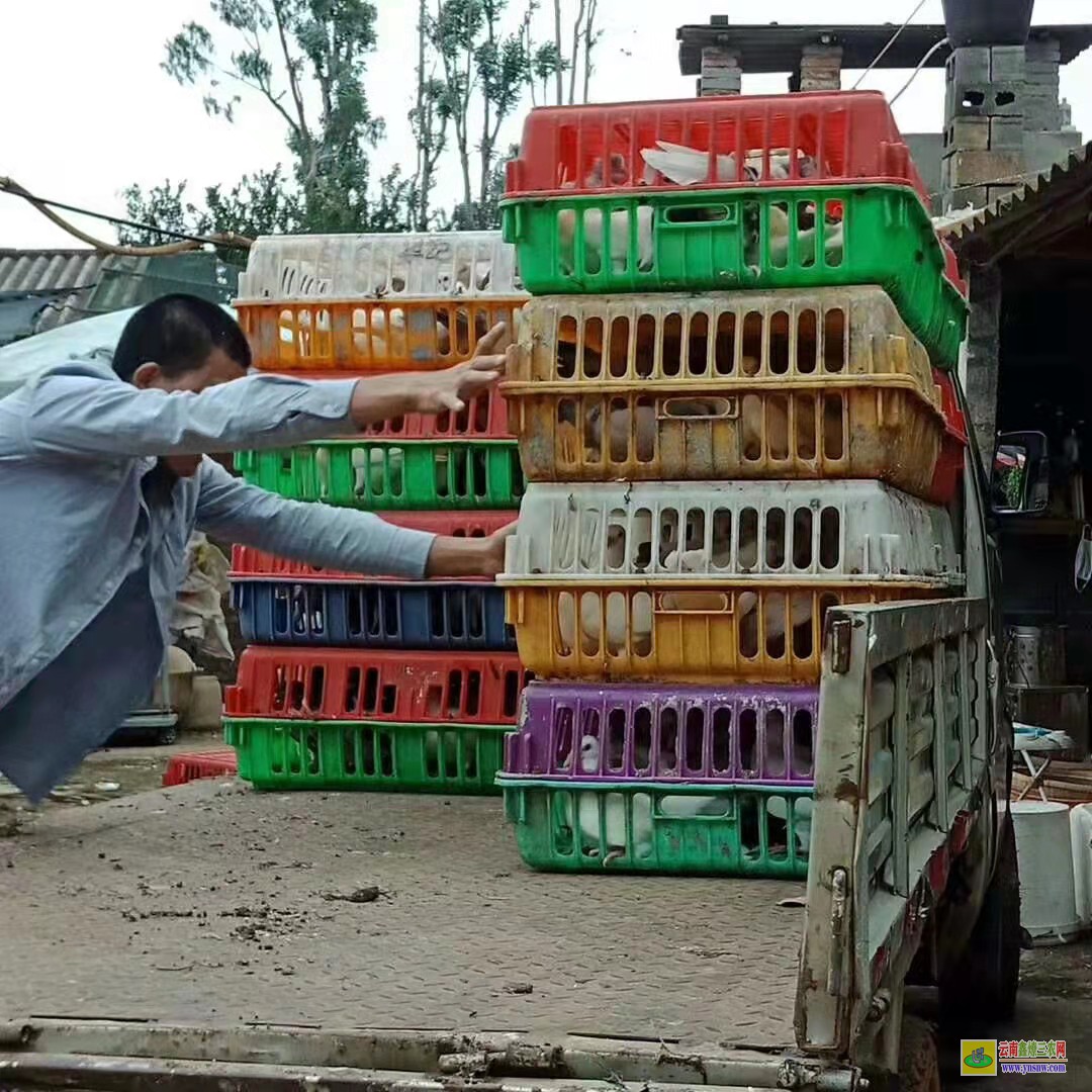 牟平肉鴿價格市場行情 鴿子種鴿價格 肉鴿價格是多少錢一對