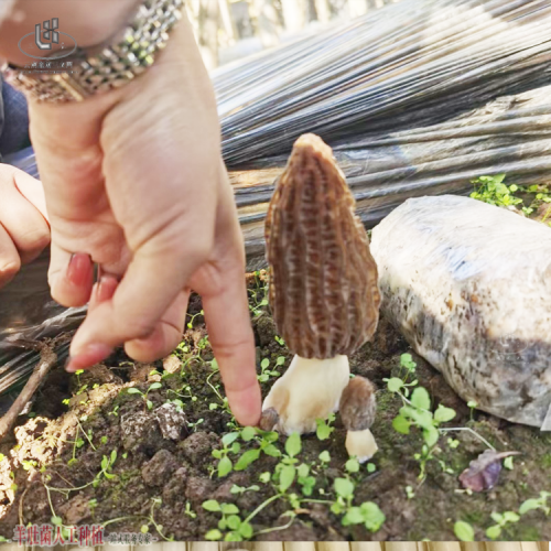 祿勸羊肚菌價格走勢圖 羊肚菌種植前景和效益 羊肚菌菌種檢驗