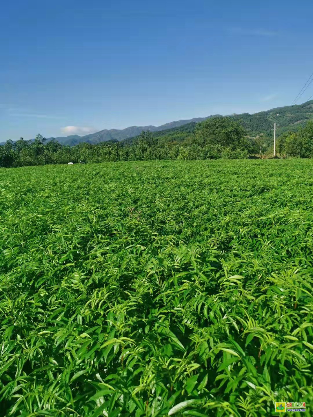 陽(yáng)泉花椒苗怎么種出來(lái)的 山西大紅袍花椒苗