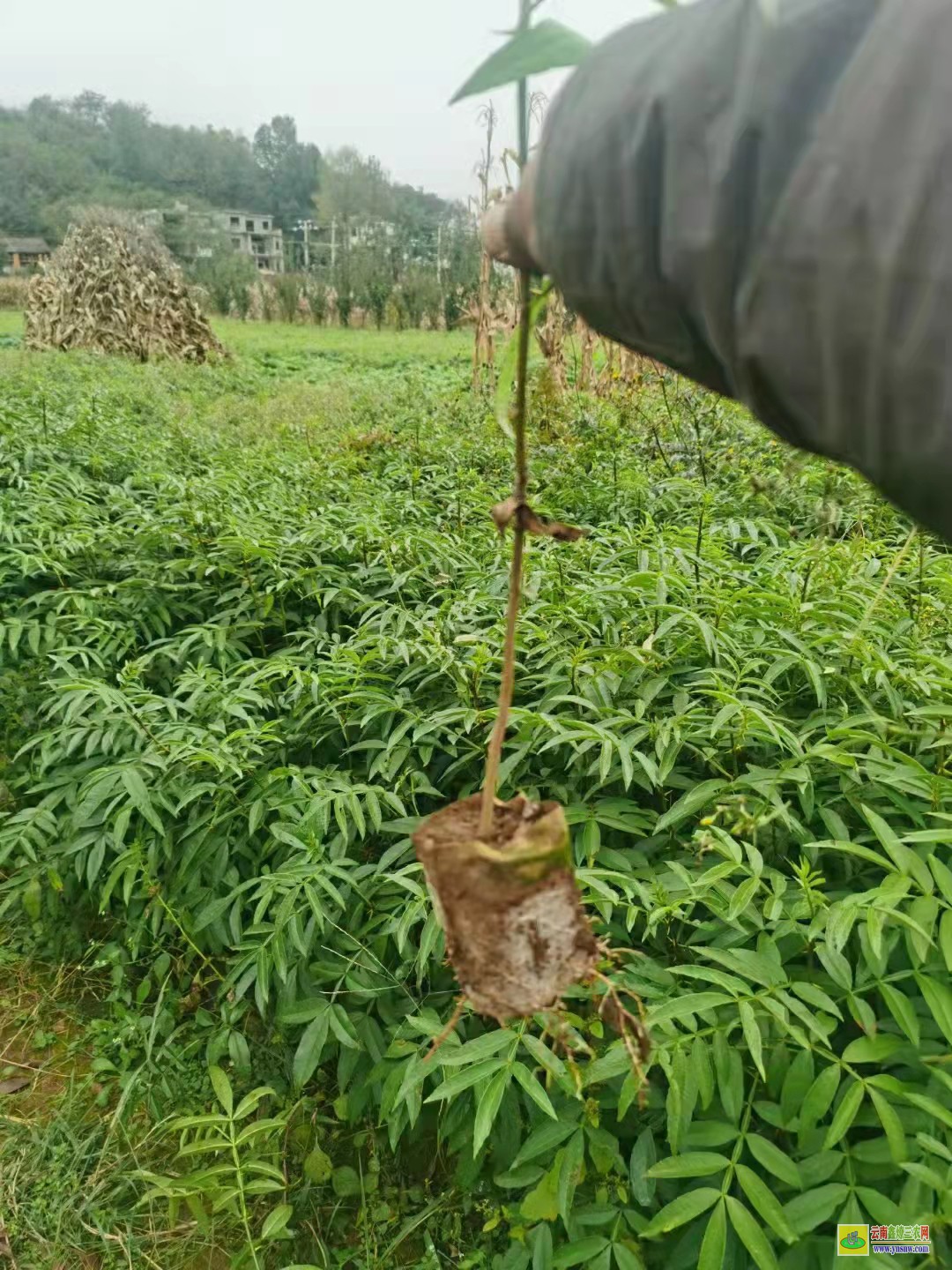 紅河花椒苗批發100株多少錢 花椒苗批發