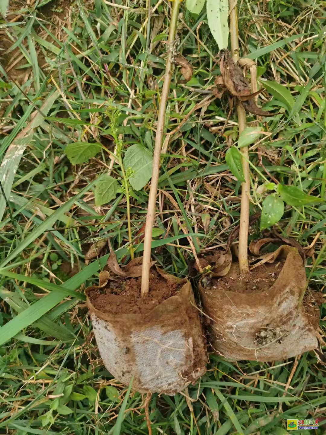 棗莊無刺花椒苗價格 花椒苗批發