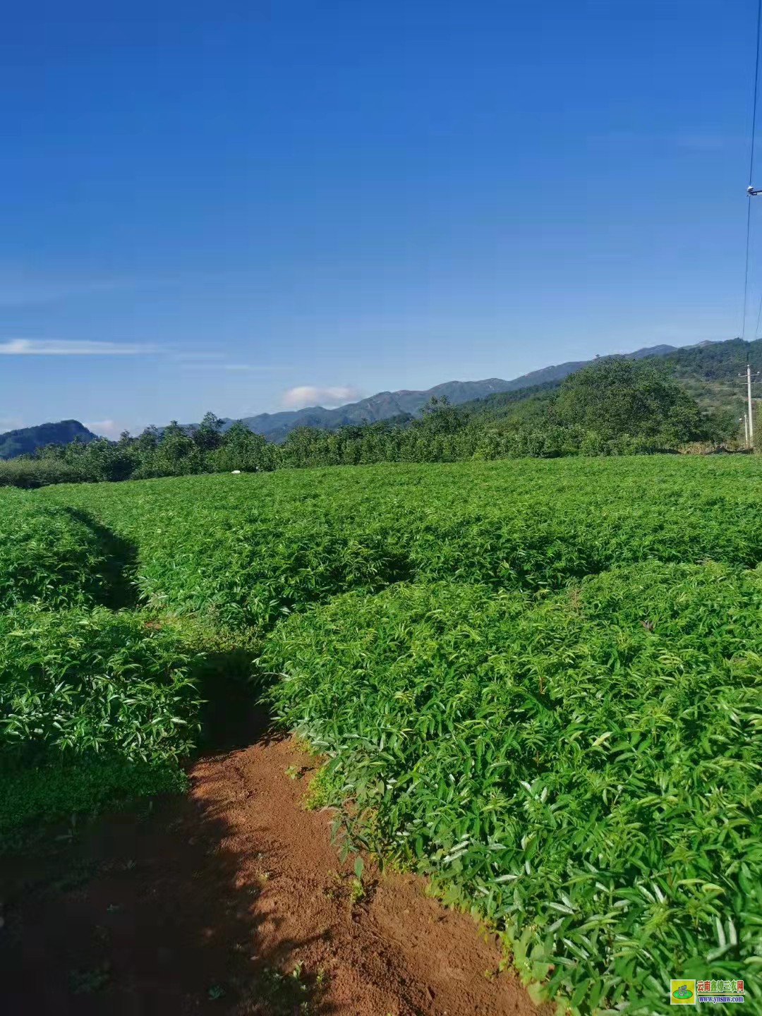 濟(jì)南花椒苗怎么種出來(lái)的 山西大紅袍花椒苗