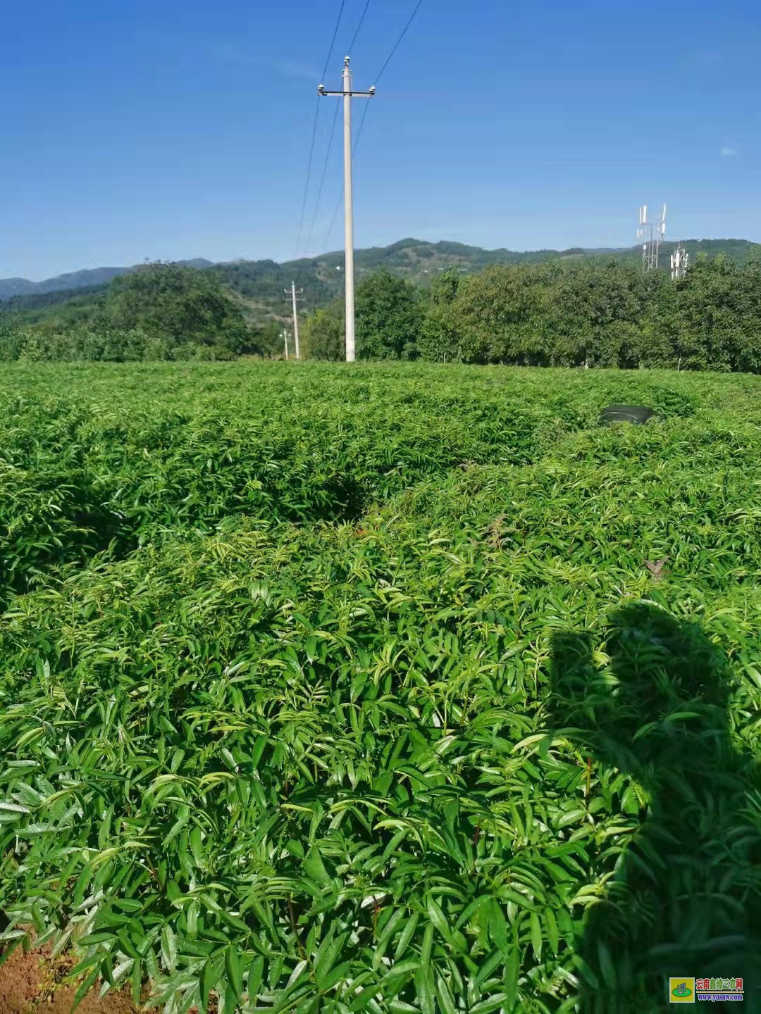 煙臺(tái)花椒苗哪里買 花椒苗的種植方法