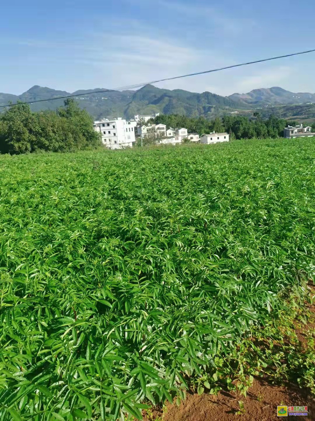 貴陽花椒苗怎么種出來的 山西大紅袍花椒苗