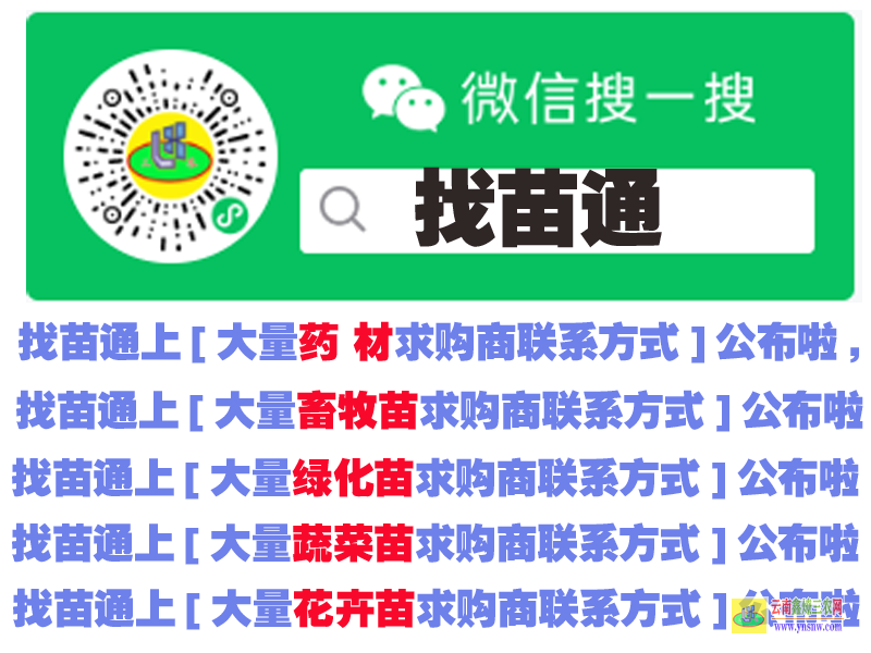 綏江找果樹苗平臺注冊地址 蔬菜苗批發 微信搜一搜找苗通