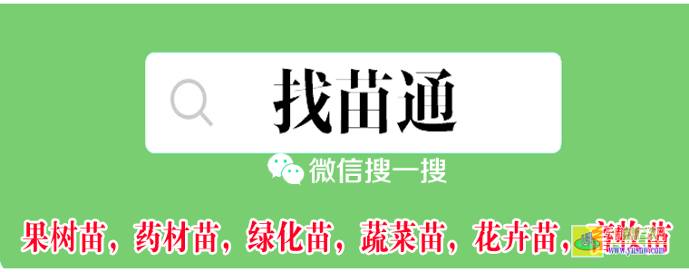 魯甸附近哪里有果樹苗市場 微信搜一搜{找苗通} 哪家便宜