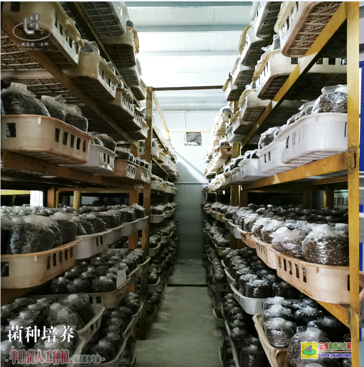 西盟羊肚菌種植基地聯系方式 河南羊肚菌種植成本 四川省羊肚菌種植