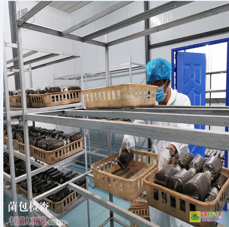 易門云南羊肚菌種植回收公司 河南羊肚菌種植成本 羊肚菌種植成功