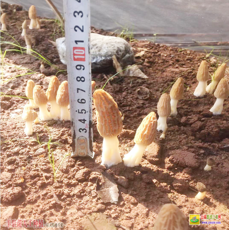 蒙自云南羊肚菌種植回收公司 河南羊肚菌種植成本 四川省羊肚菌種植