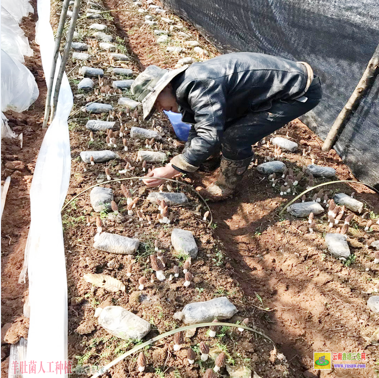 安寧羊肚菌栽培種 種植羊肚菌的大棚怎樣建 山東羊肚菌種植