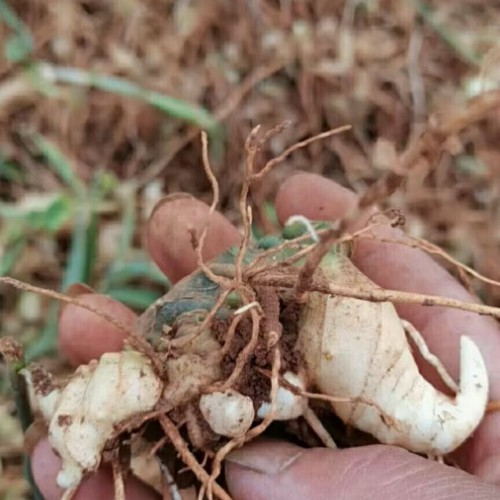 清鎮黃精苗基地包技術 黃精苗哪里有聯系 貴州黃精種植基地在哪里