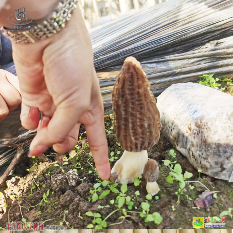 遼寧羊肚菌的種植方法栽培技術 羊肚菌肖勇 羊肚菌多少錢一斤