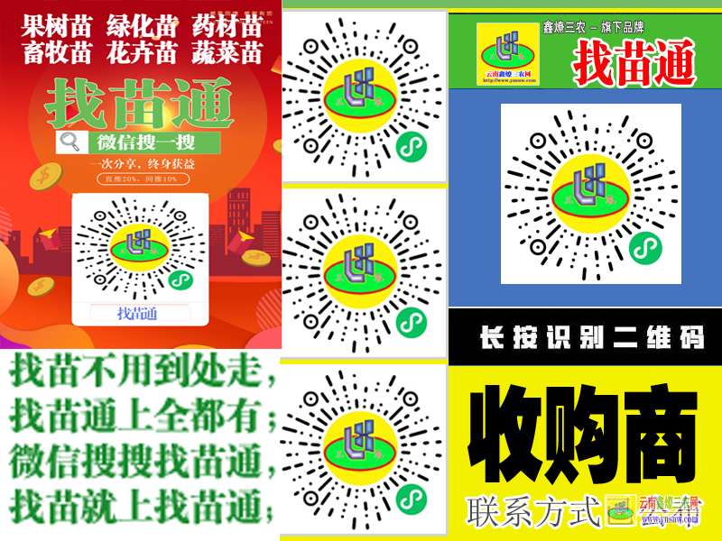 開遠(yuǎn)果樹苗 棗樹苗批發(fā) 微信搜搜{找苗通}
