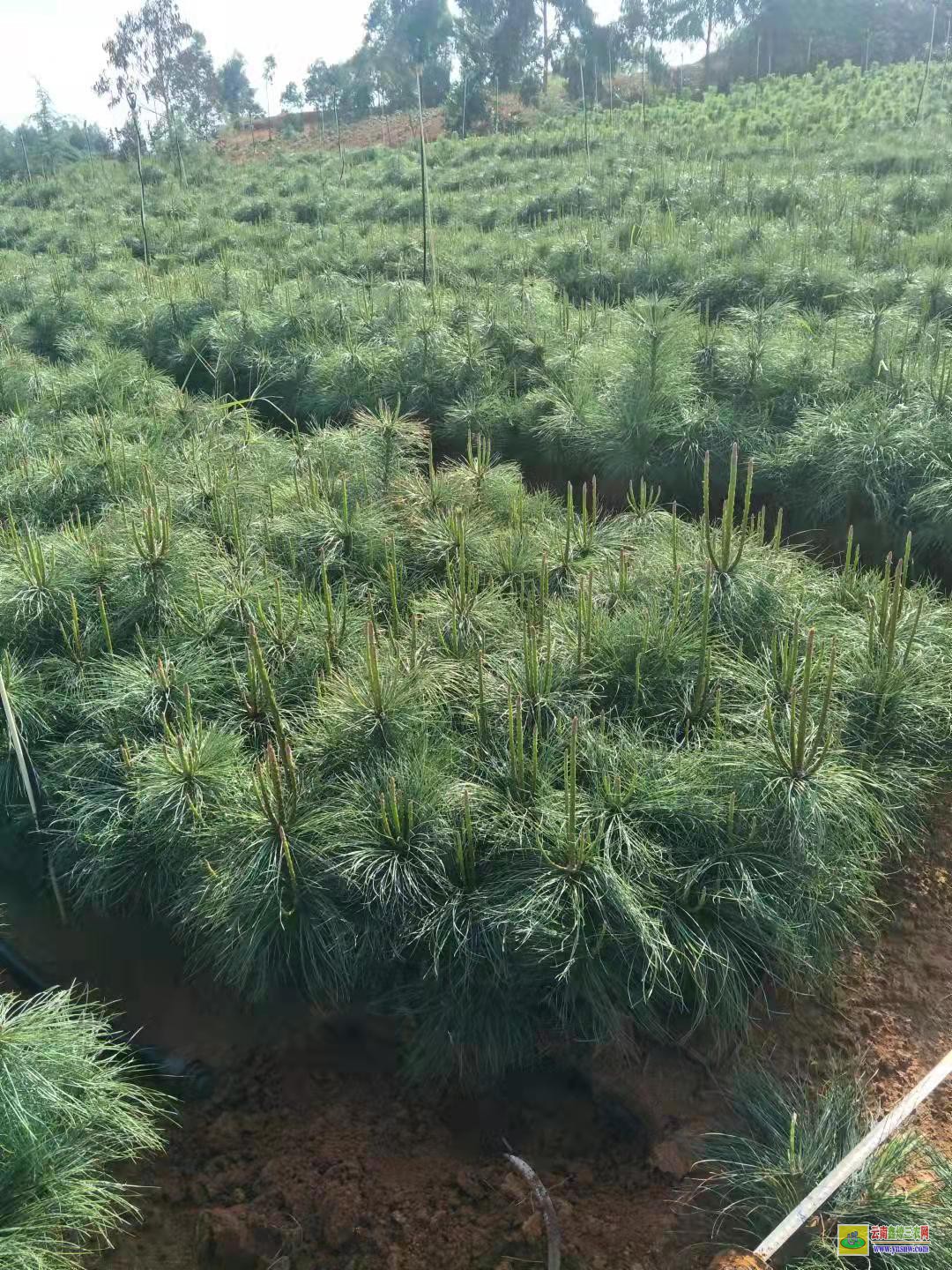 臨滄【華山松苗】多少錢一棵云南 華山松苗木規格 華山松苗多少錢一棵云南