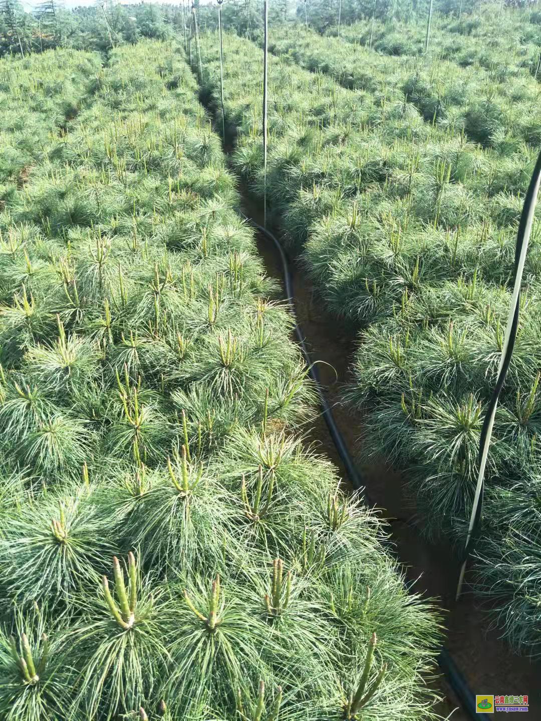 臨滄【華山松苗木】基地 華山松苗木規格 華山松苗木等級