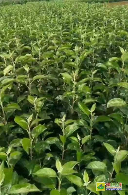 樂山【紅露蘋果苗】哪里買 青香蕉蘋果苗有賣的嗎 維納斯黃金蘋果苗介紹