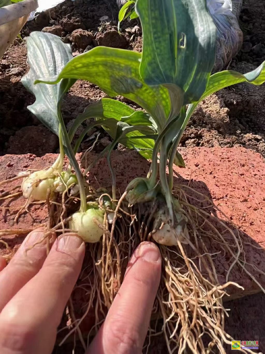 隨州【黃精種子】怎樣才會發芽 【黃精種子】多少錢一斤 多花【黃精種子】圖片