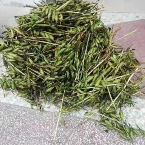 昆明 【毛慈菇苗】種子催芽 毛慈菇苗價(jià)格多少錢 毛慈菇種植技術(shù)視頻