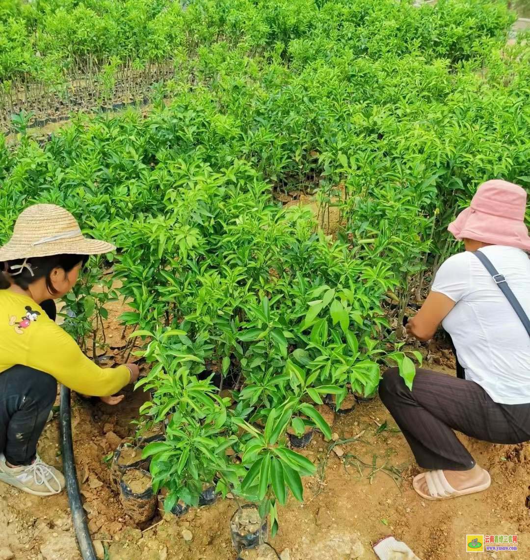 防城港沃柑苗到哪里買才真 091無核沃柑苗 廣西沃柑苗價格表