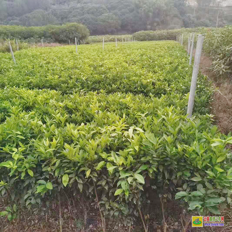 貴港沃柑苗到哪里買才真 廣西沃柑苗批發基地 沃柑苗哪里有售