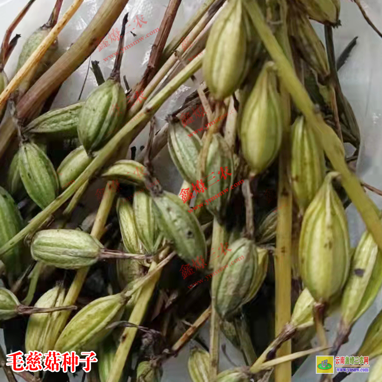 廣元毛慈菇苗價格 毛慈菇苗價格多少錢 毛慈菇種植技術