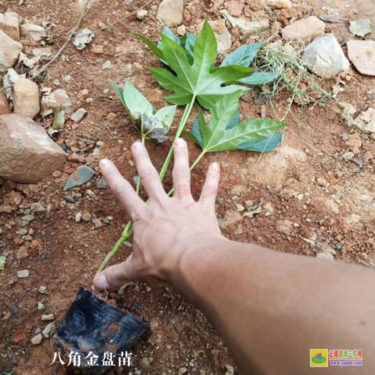 云南楚雄祿豐口碑好的果樹苗木平臺 微信搜一搜[找苗通] 蔬菜苗信息平臺