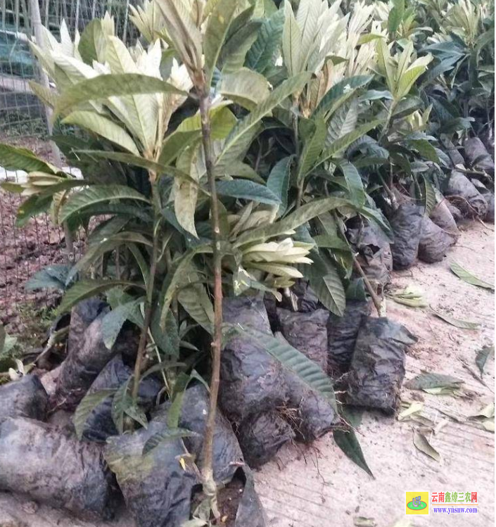銅仁枇杷苗定植技術 重慶無核枇杷苗出售 大五星枇杷苗在什么地方