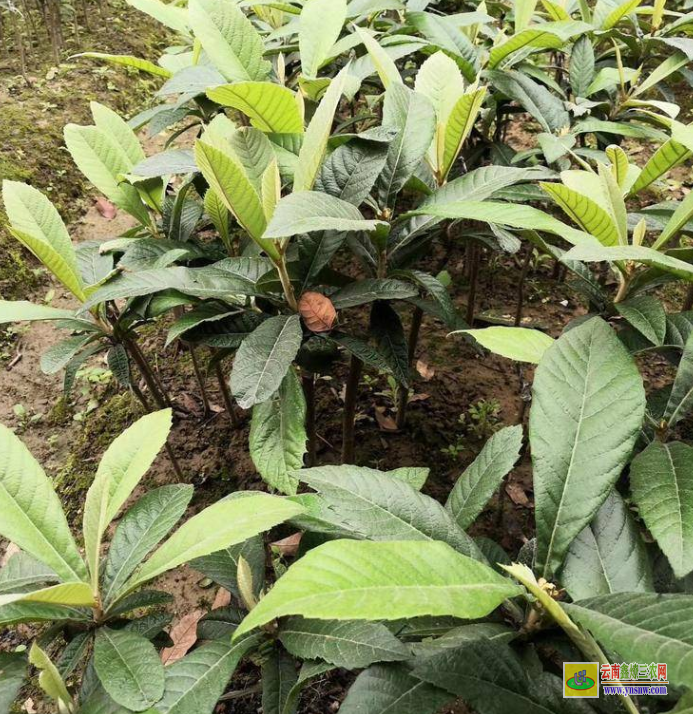 文山枇杷苗種植技術 東山枇杷苗基地 大五星枇杷苗基地