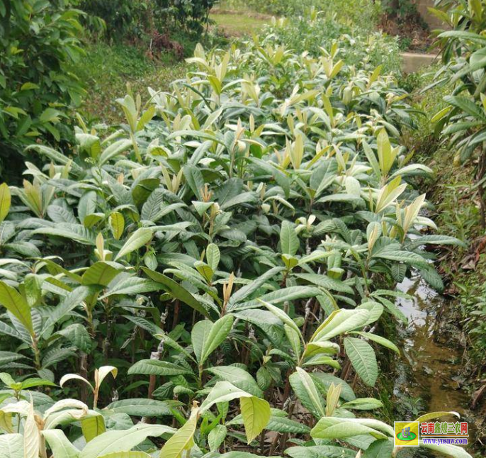 文山枇杷苗種植技術 東山枇杷苗基地 大五星枇杷苗基地