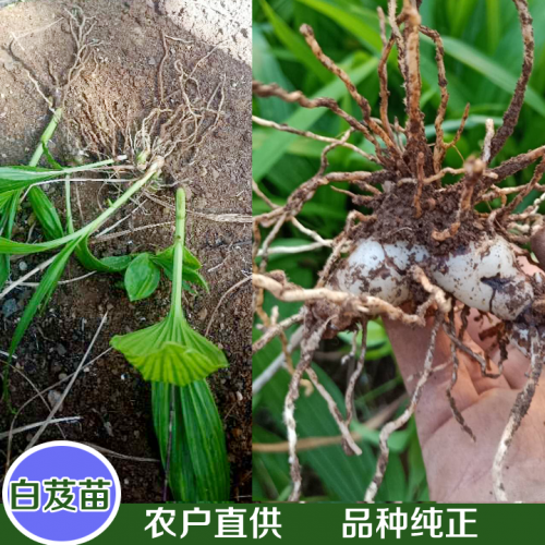 廣東白芨塊莖苗 白芨苗多少錢一株批發(fā) 哪里有白芨苗