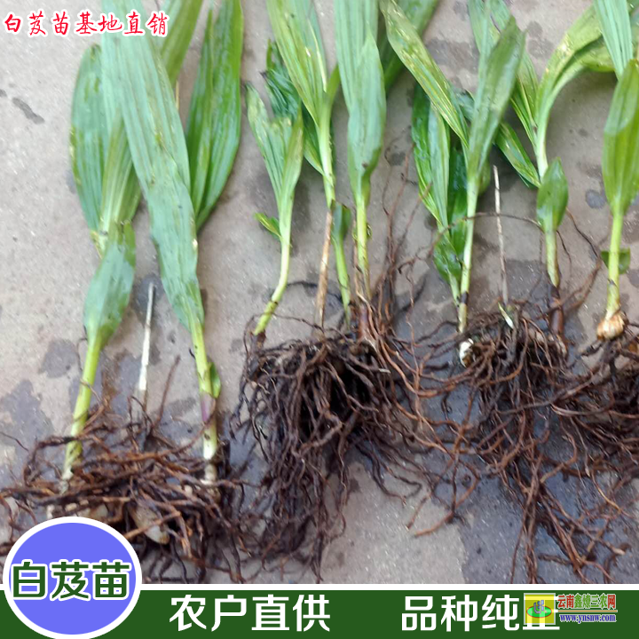 河南白芨直播苗 白芨苗木存活率規(guī)范 白芨哪里有苗