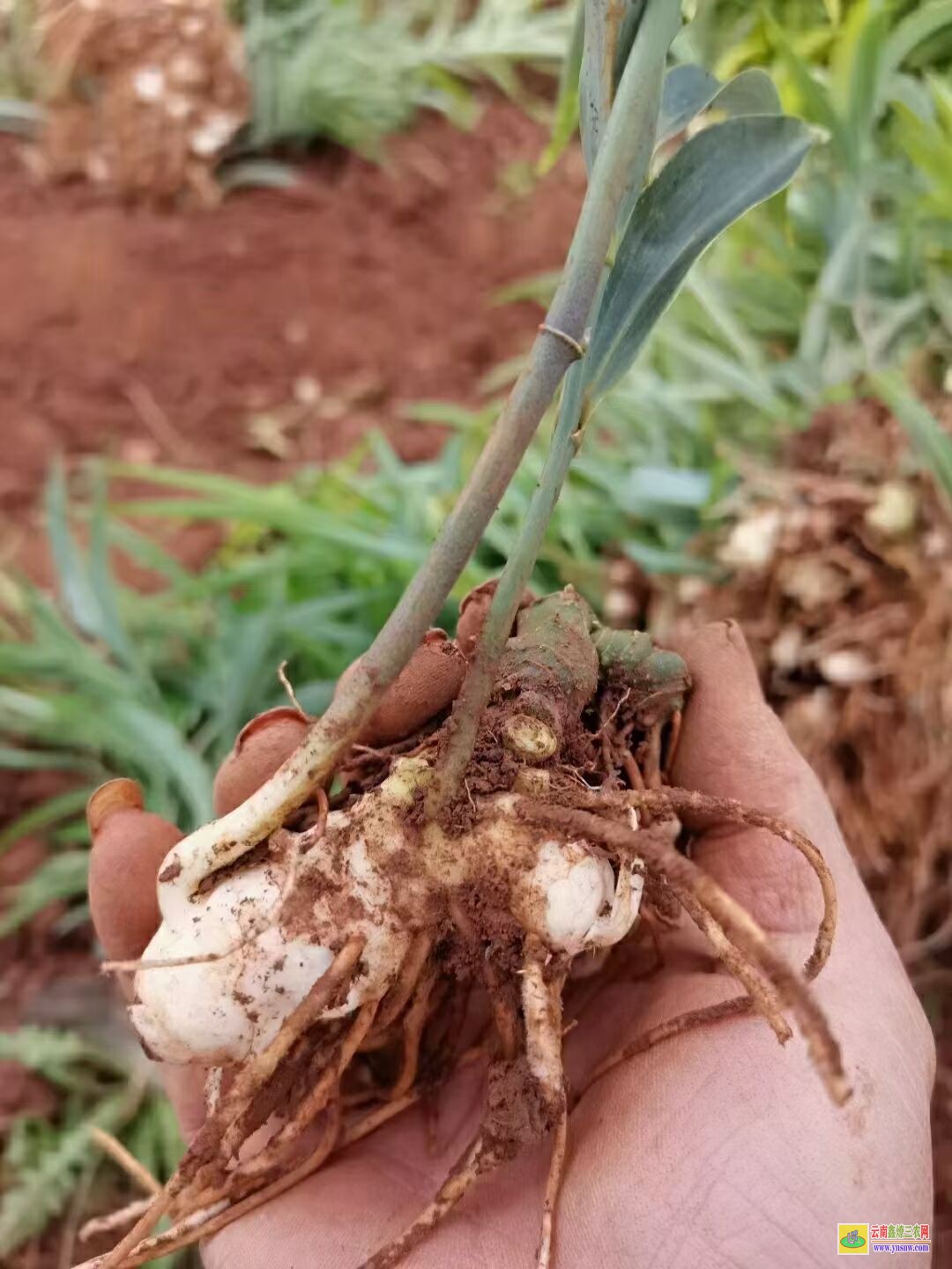 鳳岡滇黃精苗種植方法 黃精種苗基地 滇黃精苗木繁殖的方法