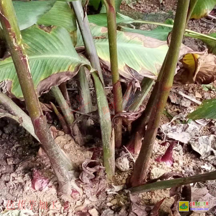 大理永平芭蕉芋收購價格 廣西芭蕉芋淀粉價格 云南芭蕉芋收購價格表