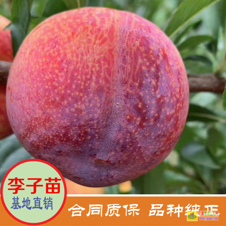 貴州畢節(jié)蜂糖李子苗批發(fā) 黃金李子苗價(jià)格是多少 黃金李子苗價(jià)格是多少