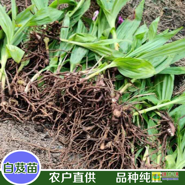 榕江毛慈菇圖片 今日毛慈菇的價格 光慈菇和山慈菇圖片