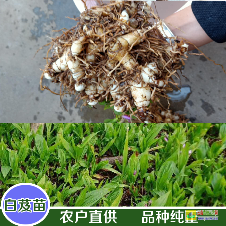 榕江毛慈菇圖片 今日毛慈菇的價格 光慈菇和山慈菇圖片