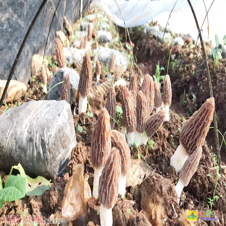 雙江大理羊肚菌種植基地 麗江羊肚菌種植基地 昆明羊肚菌種植基地