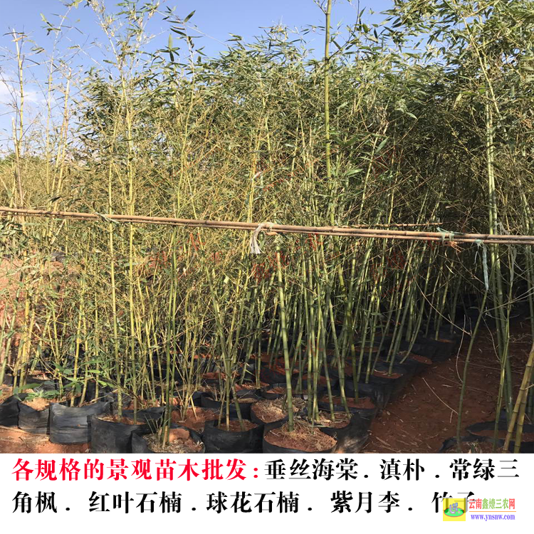 南澗昆明綠化苗木 云南綠化苗木種植基地 昆明市苗木行業協會