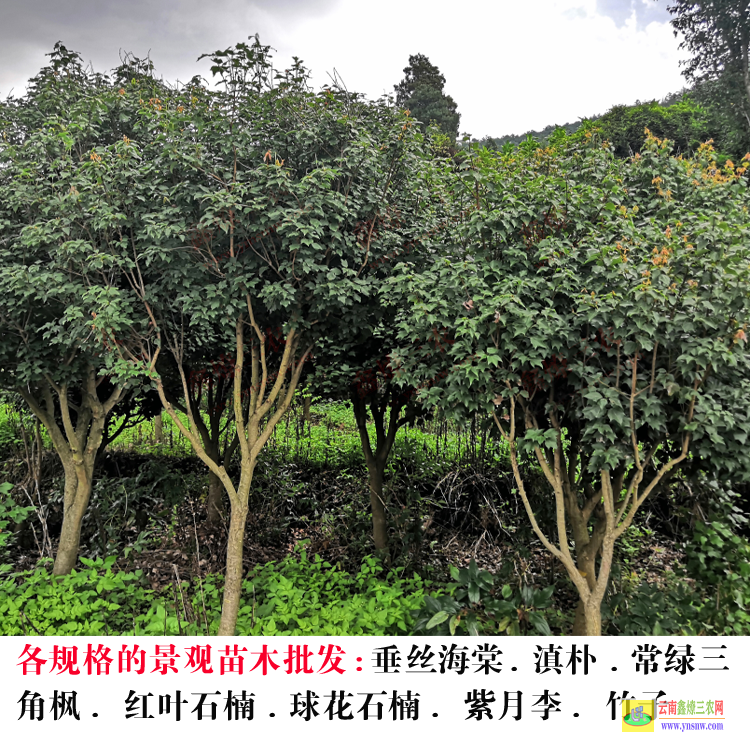 南澗昆明綠化苗木 云南綠化苗木種植基地 昆明市苗木行業協會