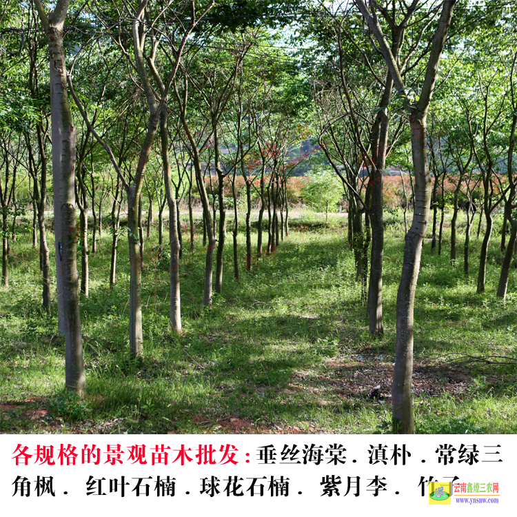 勐臘昆明花卉基地 昆明苗圃基地 昆明苗木基地哪家好