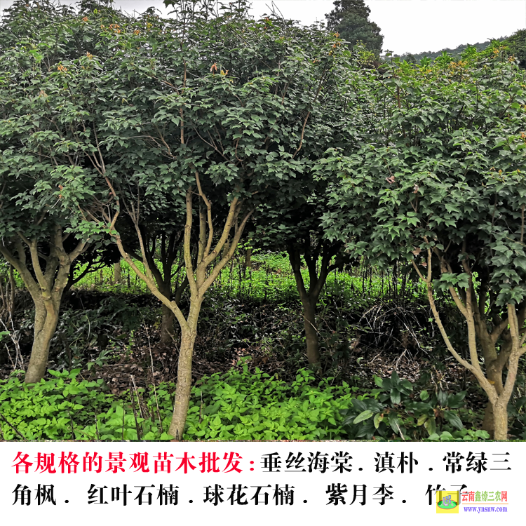 勐臘昆明花卉基地 昆明苗圃基地 昆明苗木基地哪家好