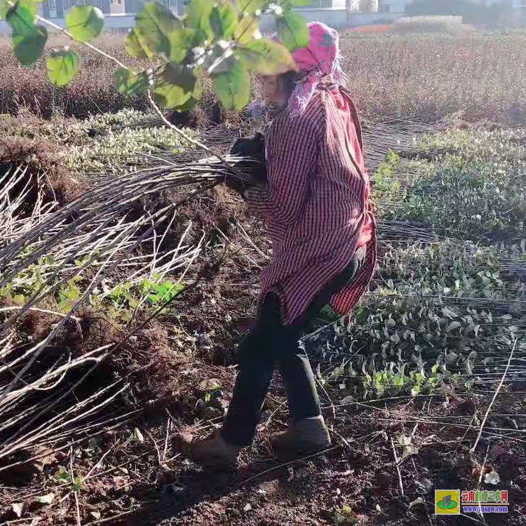 荔波山東蘋果苗 云南正宗蘋果苗栽培基地 早熟蘋果苗