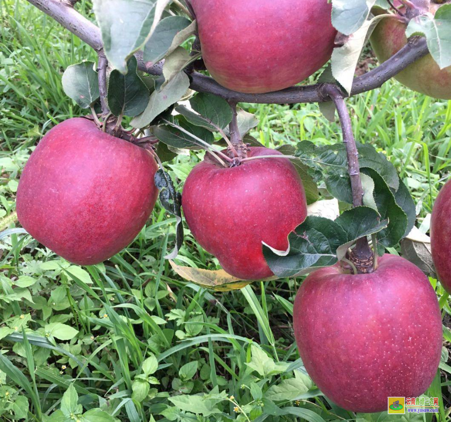 芒市矮化蘋果苗 云南蘋果苗圃基地批發(fā) 泰安蘋果苗