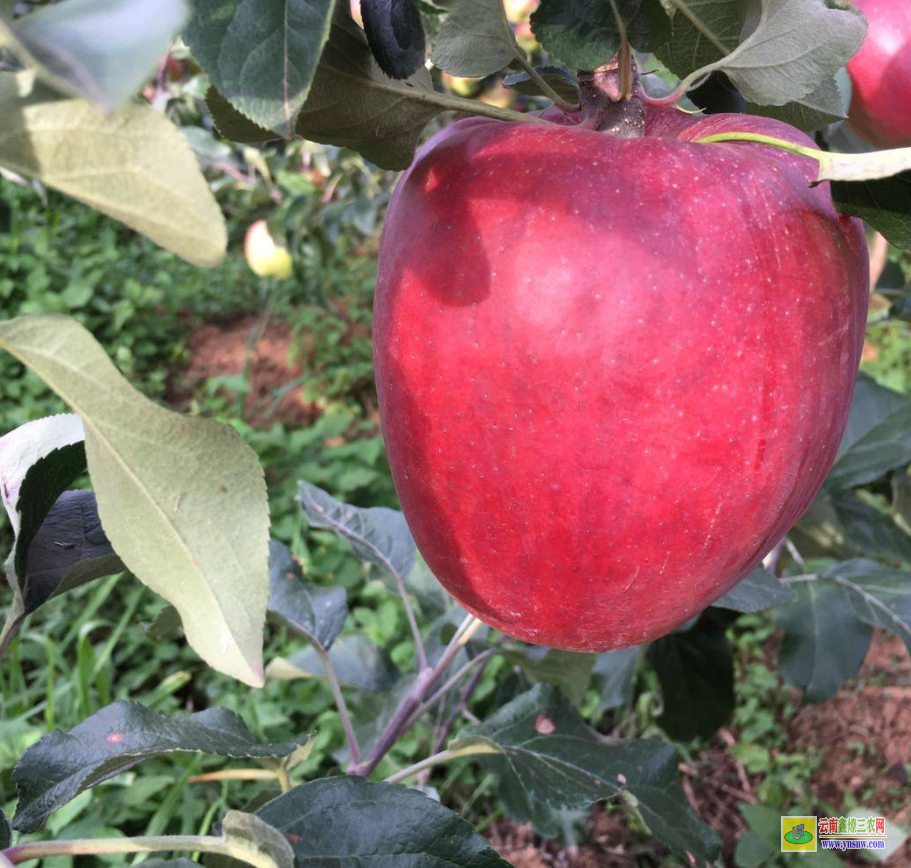 通海紅露蘋果苗價格 云南蘋果苗圃基地批發 國光蘋果苗