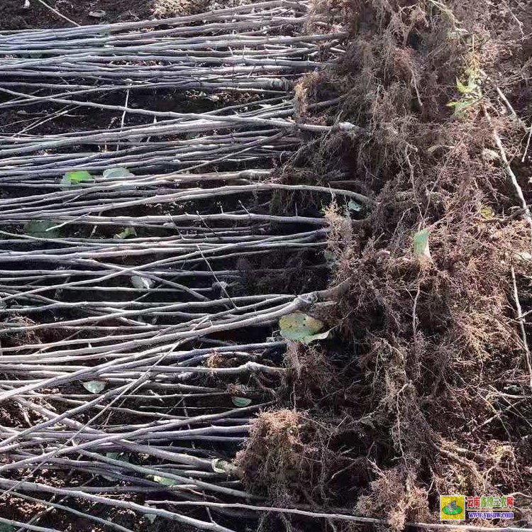 正安8號蘋果苗 云南正宗蘋果苗栽培基地 國光蘋果苗