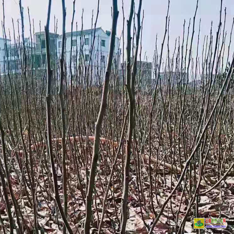 沾益富士蘋果苗 云南魯麗蘋果苗木基地 嘎啦蘋果苗