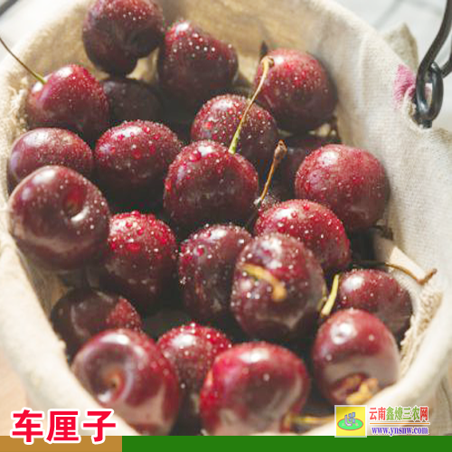 華坪車厘子樹苗在哪里能買到 車厘子樹苗怎么種植 車厘子樹苗基地